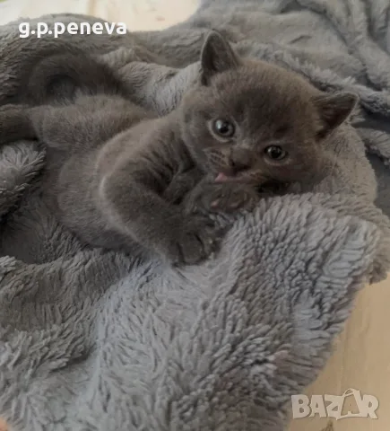 Сиви късокосмести британчета , снимка 3 - Британска късокосместа - 55887323