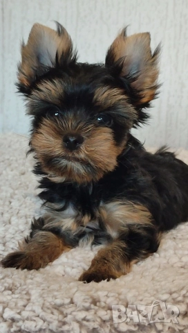 Йоркширски териер  , снимка 3 - Йоркширски териер - 51385796
