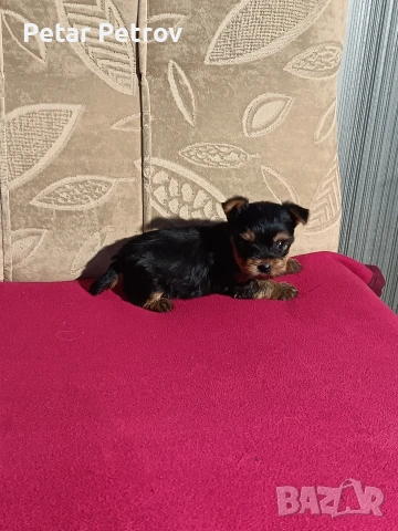 Йоркширски териер мини , снимка 9 - Йоркширски териер - 53883069