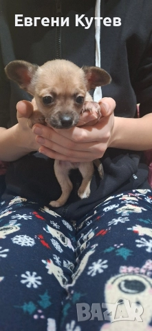 Пинчерчета , снимка 4 - Пинчер - 52897697