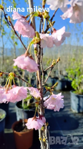 Японска Вишна, Prunus Accolade, снимка 5 - Градински цветя и растения - 54116099