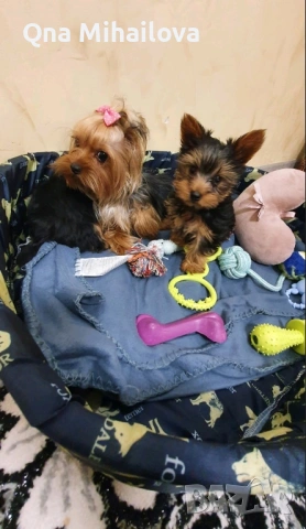 мини йоркширски териер, снимка 7 - Йоркширски териер - 53135631