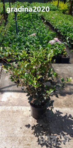 Османтус - osmanthus purpureus, снимка 7 - Градински цветя и растения - 32774267