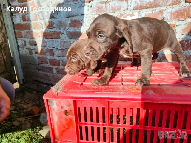 Продавам кученца , снимка 4 - Други - 53374412