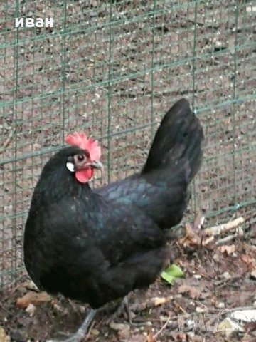 Оплодени яйца от Черно брезе, снимка 4 - други­ - 34127960