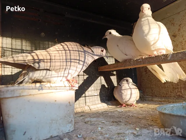 Продавам гълъби от снимките , снимка 7 - Гълъби - 47875262