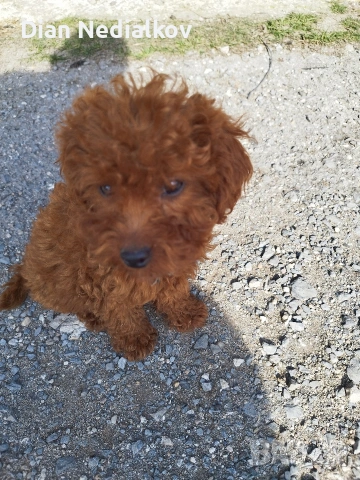 Той пудел родословен ., снимка 3 - Пудели - 53343824