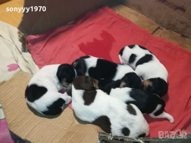 ДЖАК РЪСЕЛ-250ЛВ ЗА СЛАДКО КУТРЕ ПО ИЗБОР 2808250855, снимка 3 - Джак ръсел териер - 51518360