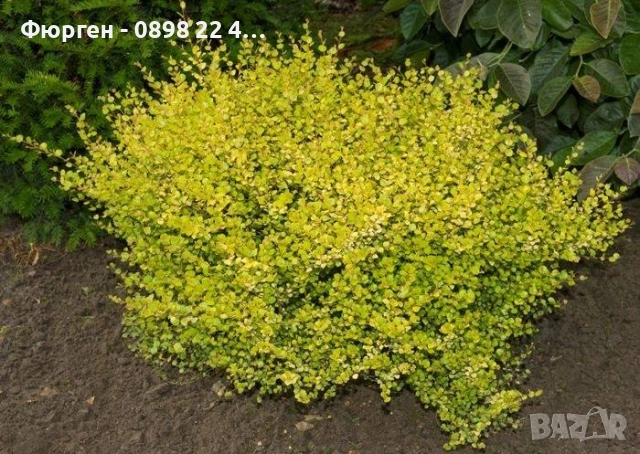 Жълта бреза джудже – Betula Golden Nana, снимка 4 - Разсади - 52714418