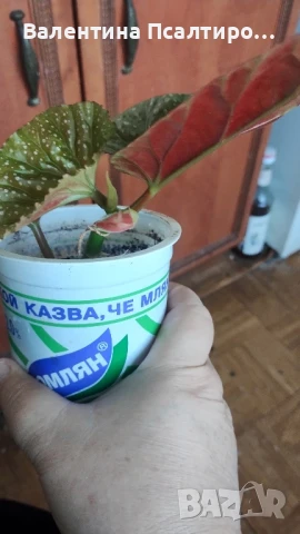 Кралска бегония , снимка 1