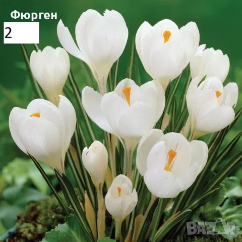 Луковици на Минзухар, снимка 3 - Разсади - 56444496