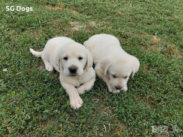 Лабрадор ретривър , снимка 2 - Лабрадор ретривър - 52083227