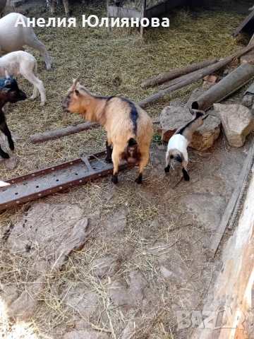 Мини холандцки козички, снимка 4 - За селскостопански - 54283112