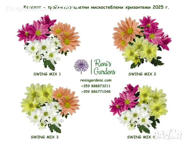 🌸🌹🌿 Едроцветна, нискостеблена, студоустойчива хризантема:, снимка 2 - Градински цветя и растения - 51281031