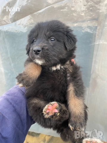 Каракачанки малки, снимка 4 - Каракачанска овчарка - 52534631