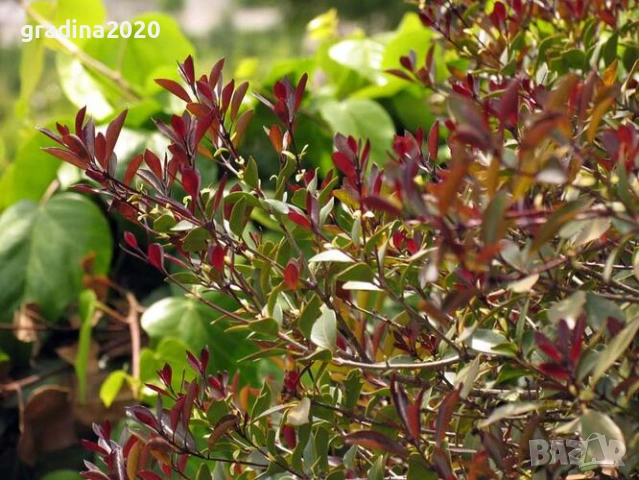 Османтус (Osmanthus purpureus)