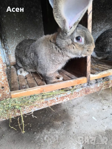 Белгийски великани 
