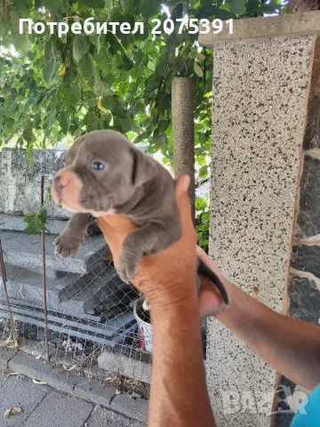 Топ Американско були покет American bully , снимка 3 - Други - 55673088
