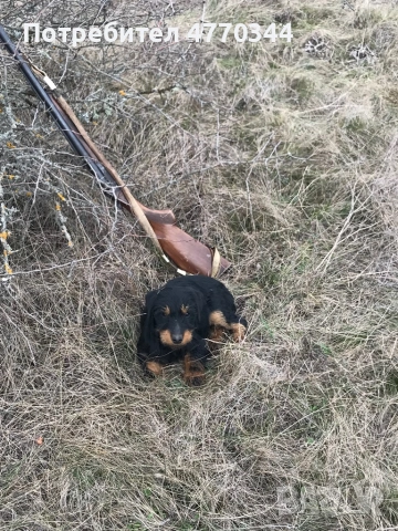 Мъжки ягдтериер