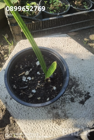 Канарска финикова палма. 