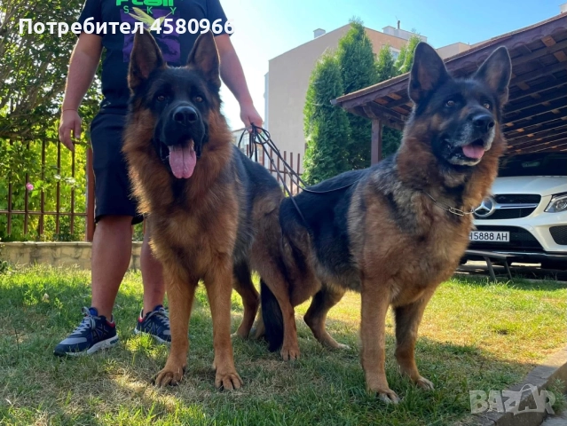 Елитни Немски Овчарки , снимка 3 - Немска овчарка - 51968712