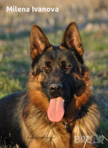 Немски овчарки от легитимен развъдник , снимка 3 - Немска овчарка - 53035640