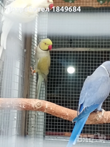 Продавам птици , снимка 2 - Папагали - 52675765