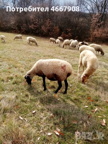 Продавам овце , снимка 3 - Овце - 52642930