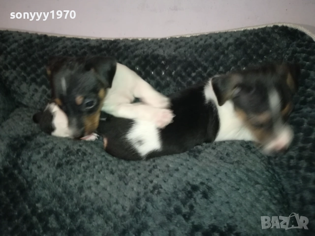 ДЖАК РЪСЕЛ 250ЛВ ЗА БРОЙ 2709251829, снимка 17 - Джак ръсел териер - 51859010