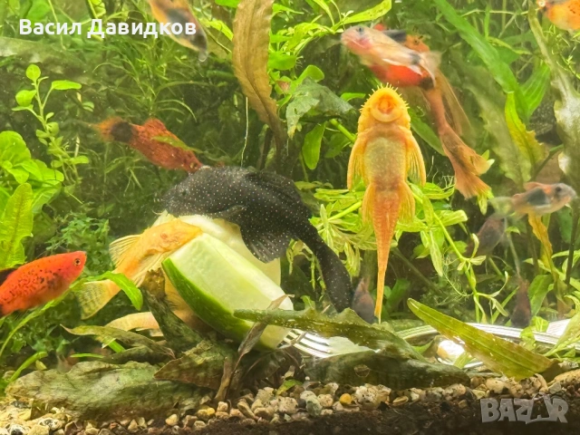 Анцуструс L144 , 183 , коридораа Венецуела , снимка 16 - Рибки - 53884676