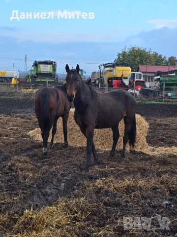 Дунавска кобила с дукоменти
На три години и половина
