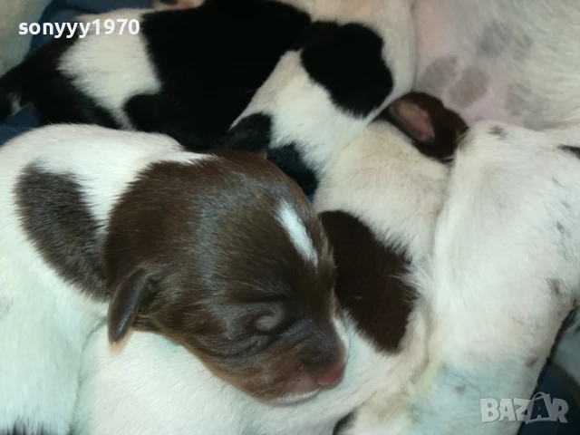 ДЖАК РЪСЕЛ 1607251626, снимка 12 - Джак ръсел териер - 51385539