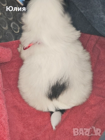 Японски хин, снимка 7 - Други - 52506196