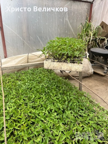 Разсад домати розова магия и червен азия, снимка 4 - Градински цветя и растения - 54022140