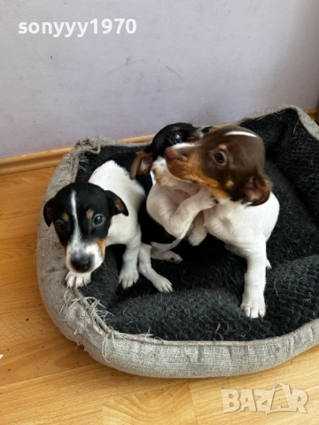 ДЖАК РЪСЕЛ ТЕРИЕР-ЖЕНСКО 1БР 0111251804, снимка 12 - Джак ръсел териер - 52257338