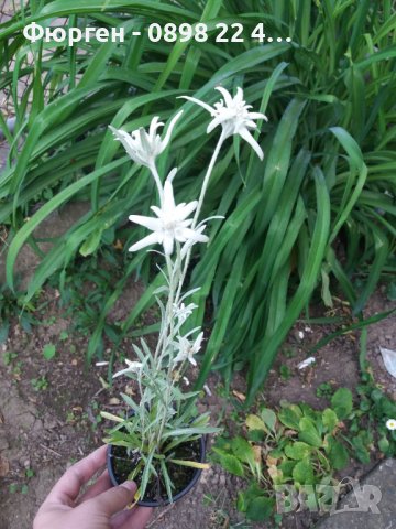 Еделвайс, снимка 2 - Разсади - 38182371