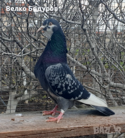 Пазарджишки високо летци. , снимка 6 - Гълъби - 52265511