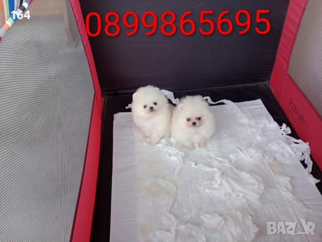 Мини Померани Миниатюрни минита. Момиченце и момченце. Снимки от 24.12.25 г. , снимка 3 - Померан - 52876428