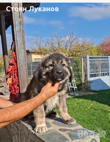 Кавказка Овчарка , снимка 8 - Кавказка овчарка - 52462694