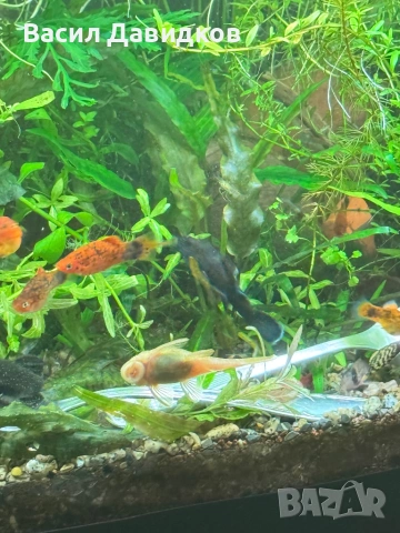 Анцуструс L144 , 183 , коридораа Венецуела , снимка 8 - Рибки - 53884676