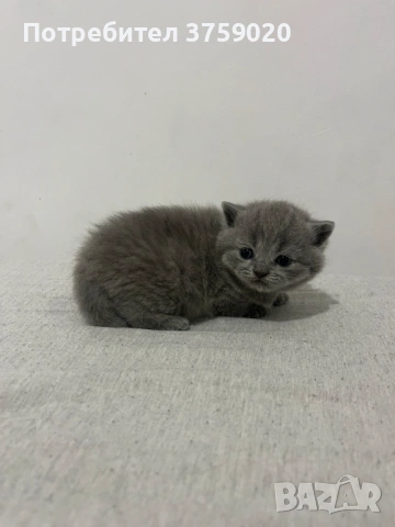 Британска късокосместа, снимка 9 - Британска късокосместа - 53825984