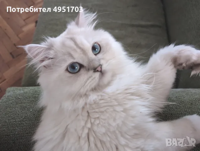 Мъжки котарак за Разплод, снимка 2 - Други - 56121021
