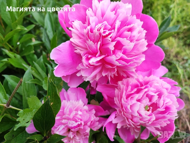 Корени розов кичест ароматен божур, снимка 1