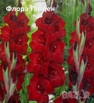 ГЛОКСИНИЯ и ГЛАДИОЛ - Грудки/ПРЕДВАРИТЕЛНИ ПОРЪЧКИ, снимка 13 - Сортови семена и луковици - 49236279