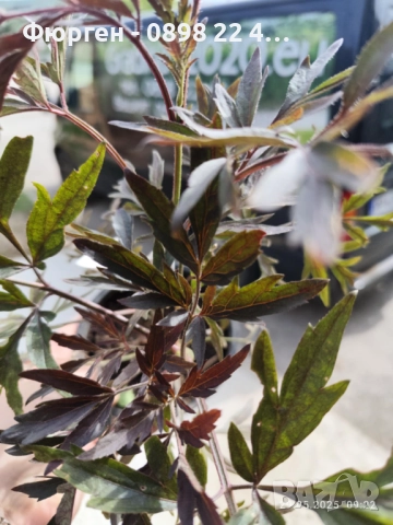 Черен Бъз - Ева (Sambucus nigra 'Eva' BLACK LACE), снимка 3 - Разсади - 51077254