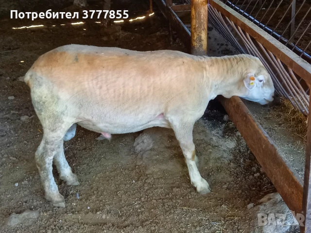 Стадо овце - Скоро раждат !, снимка 2 - Овце - 50899413