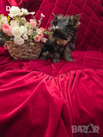 йоркширски териер, снимка 5 - Йоркширски териер - 53935987