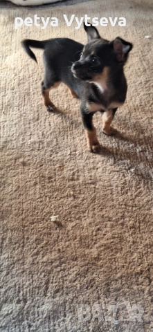 Продавам пинчер, снимка 2 - Пинчер - 54263595