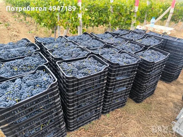 Продавам грозде СИРА