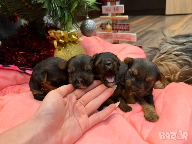 Мини йорки , снимка 5 - Йоркширски териер - 52832440